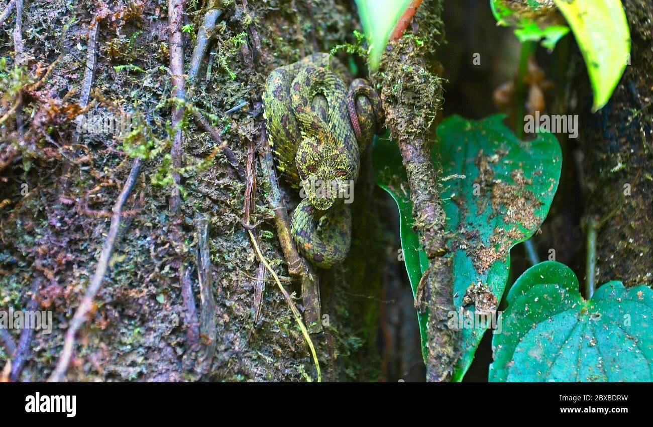 Wimpernviper, Bothriechis schlegelli, hochgiftige Grubenviper, Familie Viperidae, beheimatet in Mittel- und Südamerika Stockfoto