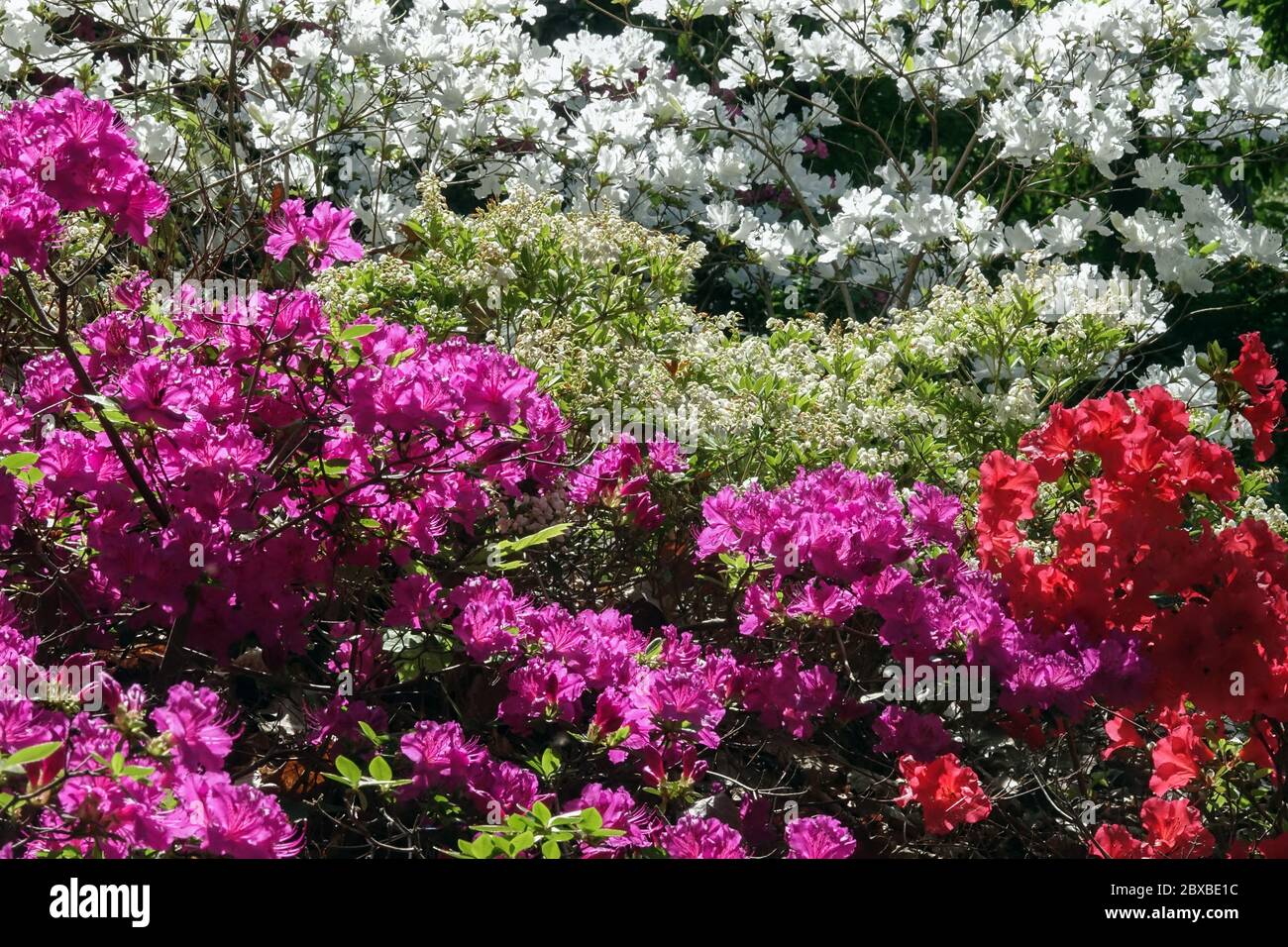 Bunte Rhododendron Azalea obtusum Rhododendron Lila Rot Weiße Blumen blühender Garten blühende Sträucher Bunte gemischte bunte Blüten Frühling Stockfoto