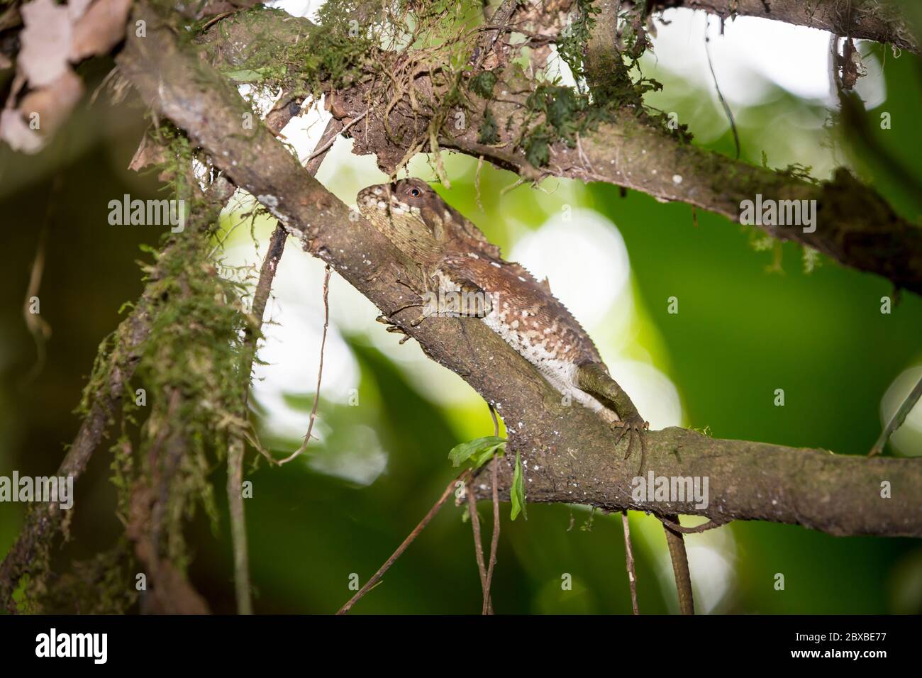 Basilisk, Basiliscus basiliscus, Jesus Christus Echse, kann bis zu 2,5 Fuß wachsen, kann auf Wasser laufen, Costa Rica Stockfoto