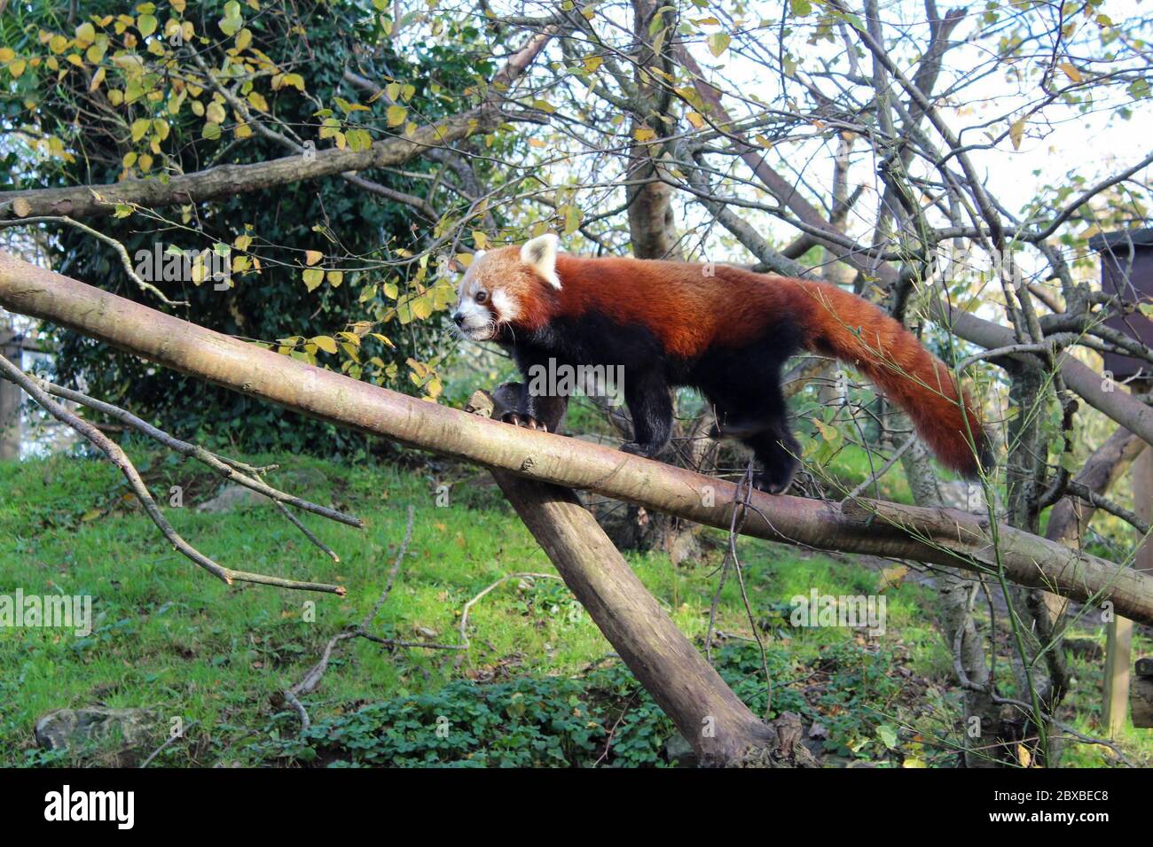 Ein roter Panda oder ein Ailurus fulgens, der in seinem Gehege im Newquay Zoo an einem Baum entlang geht. Es ist eine bedrohte Art Stockfoto