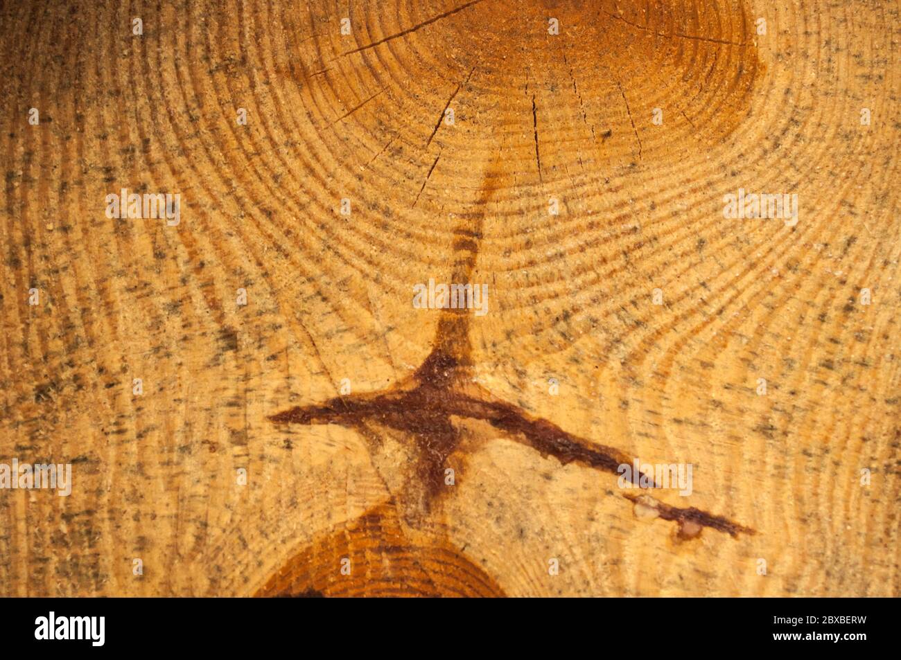 Schnitt eines Kiefernholzschlocks unregelmäßige Form mit Textur, Ring, Risse und Knoten. Braun, Foto vorne Stockfoto
