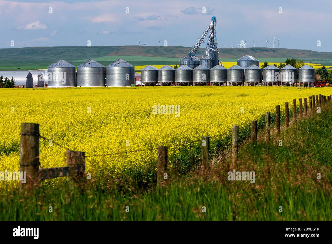 Landschaft von gelben Rapsfeld in Blüte mit landwirtschaftlichen Geräten Lagercontainer in der kanadischen Prairies kleine Stadt Pincher Creek, Alberta Stockfoto