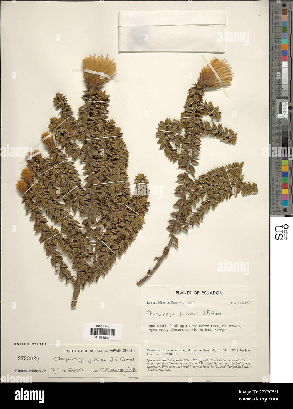 Chuqururaga jussieui JF Gmel Chuqururaga jussieui JF Gmel. Stockfoto