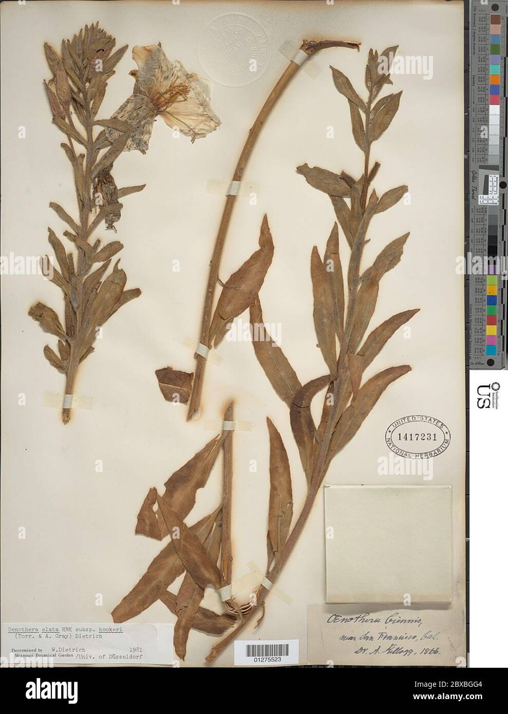 Oenothera elata subsp hookeri Torr A Grey W Dietr WL Wagner Oenothera elata subsp hookeri Torr A Grey W Dietr WL Wagner. Stockfoto