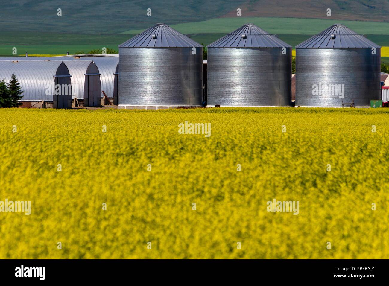 Landschaft von gelben Rapsfeld in Blüte mit landwirtschaftlichen Geräten Lagercontainer in der kanadischen Prairies kleine Stadt Pincher Creek, Alberta Stockfoto