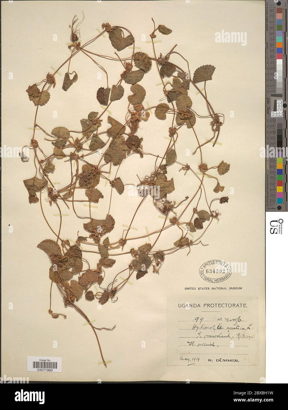 Centella asiatica L Urb Centella asiatica L Urb. Stockfoto