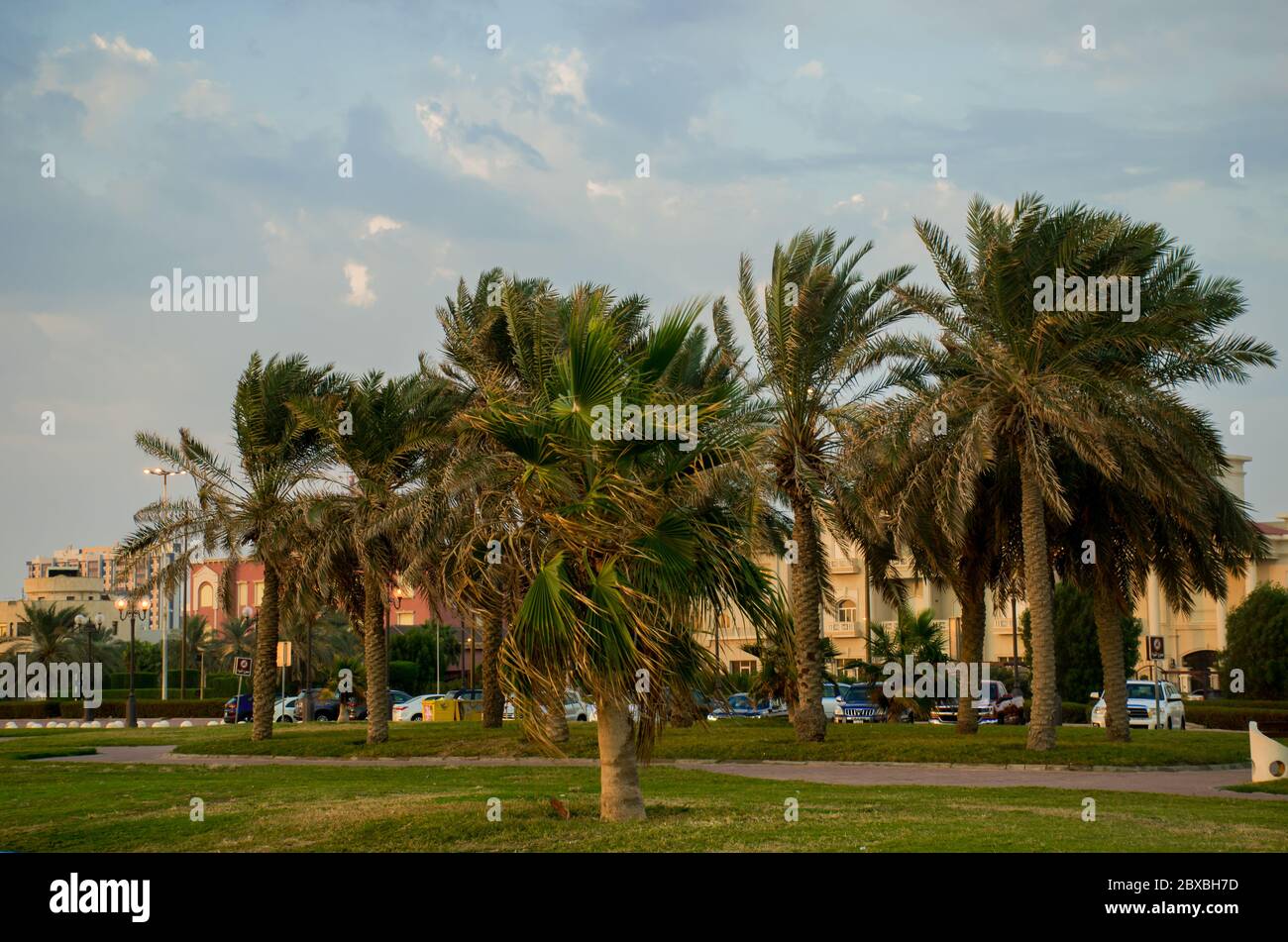Starker Wind weht vor dem Regen und schüttelt die Blätter der Palmen. Stockfoto