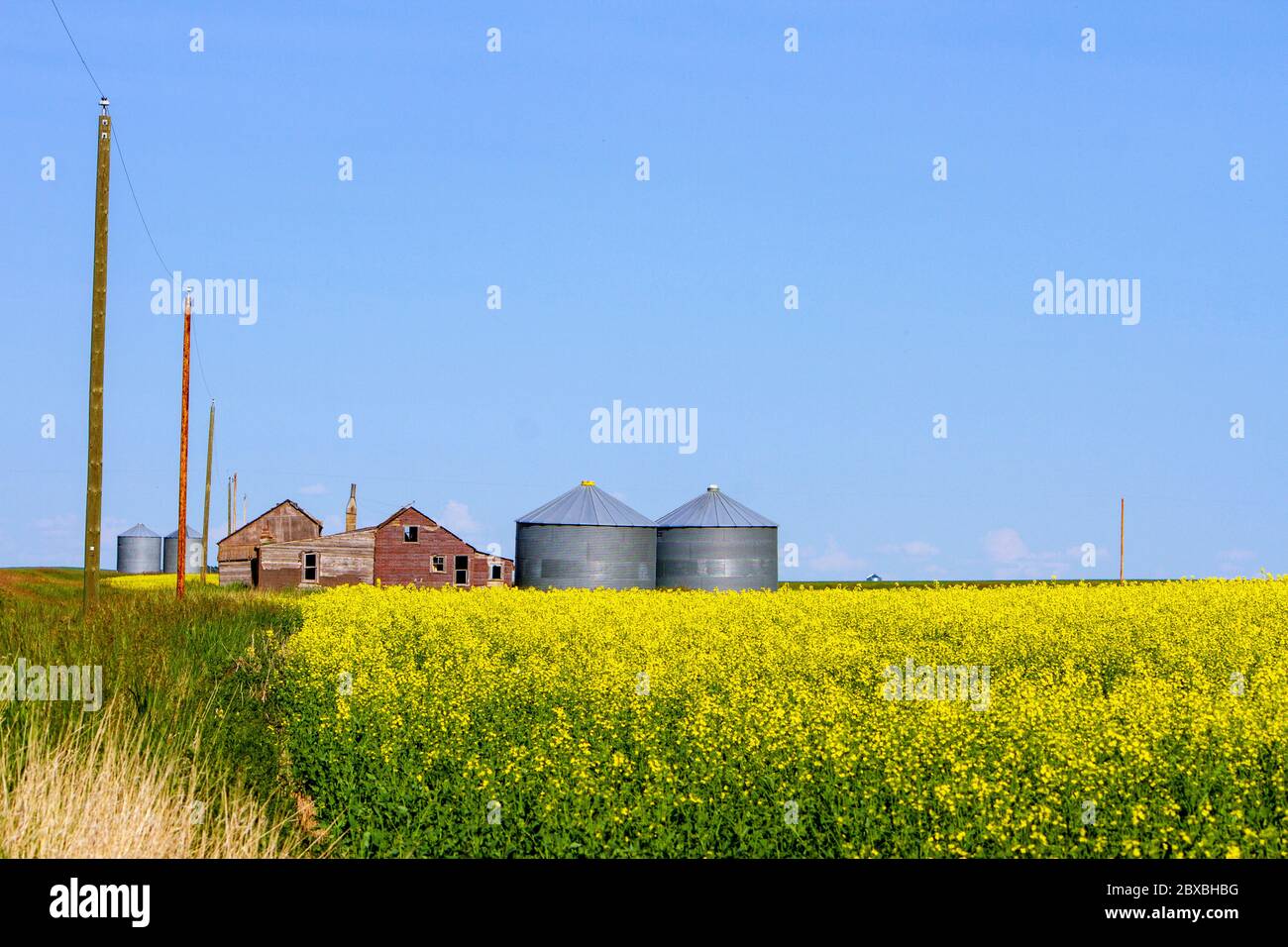 Typische Landschaft der gelben Rapsfeld in Blüte mit landwirtschaftlichen Geräten Lagercontainer in den kanadischen Prärien Provinzen Alberta und SAS Stockfoto