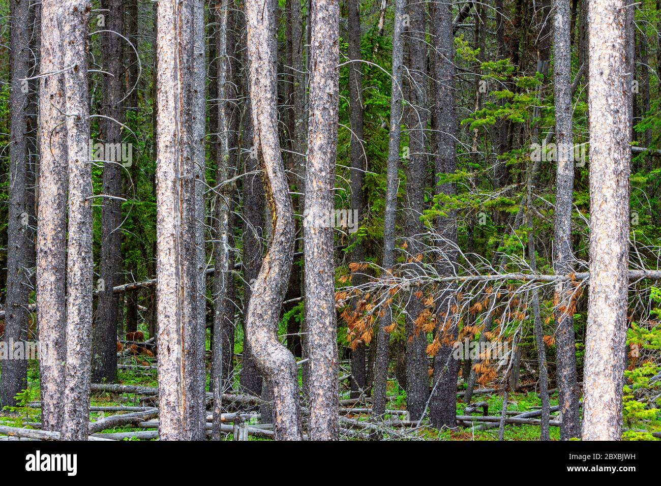 Bäume in einem Wald im Cypress Hills Provincial Park in Albera, Kanada. Auch bekannt als Cypress Hills Interprovincial Park, da der Park b geteilt ist Stockfoto