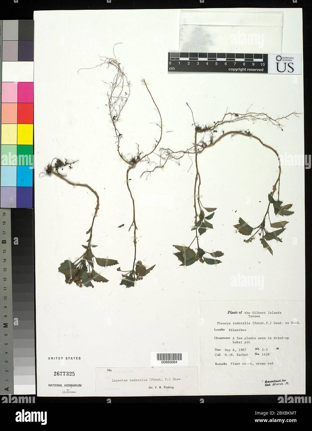 Laportea ruderalis G Forst W L Chew Laportea ruderalis G Forst W L Chew. Stockfoto