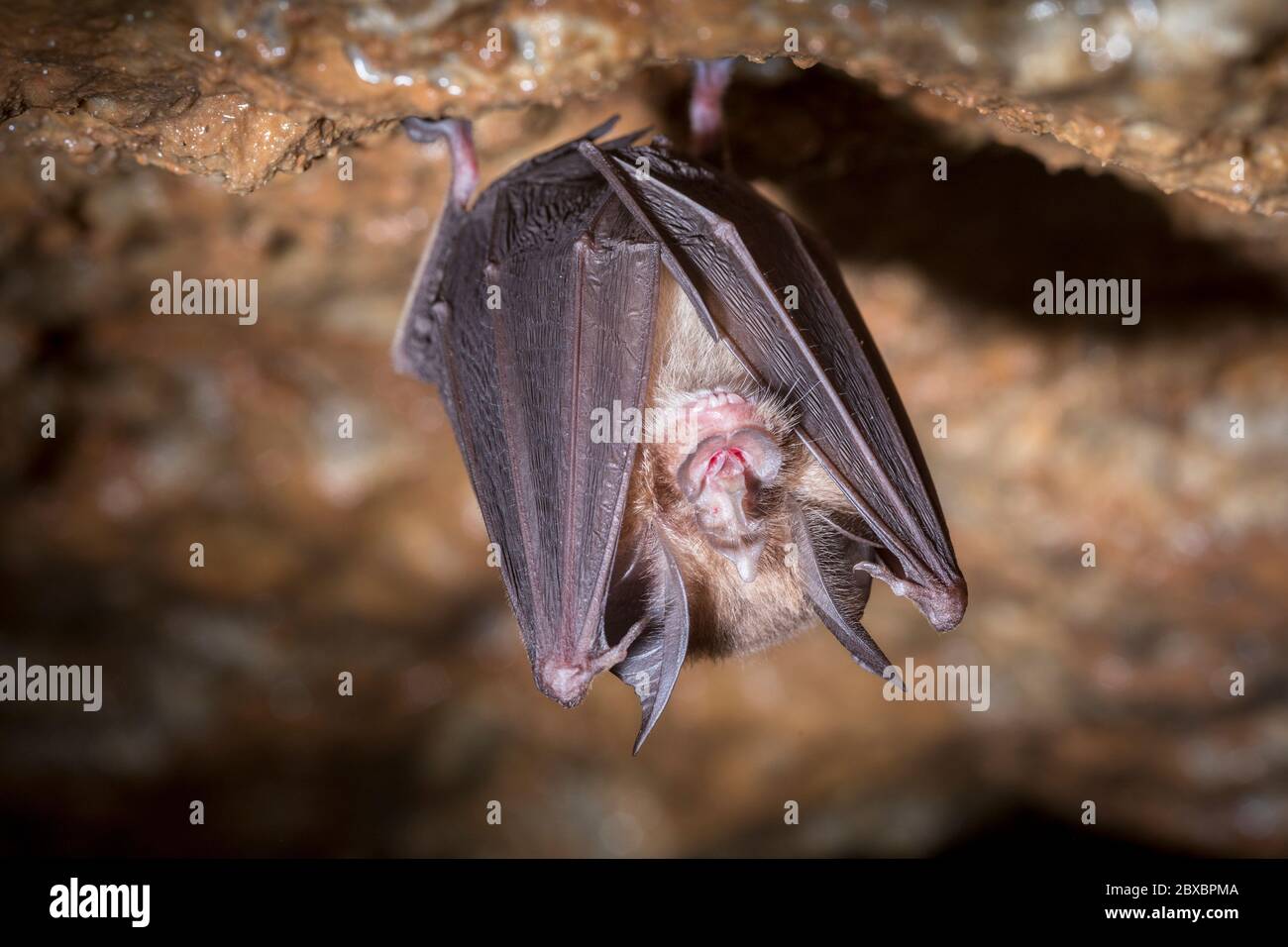 Bat, Kanekiyo-ana, Japan Stockfoto