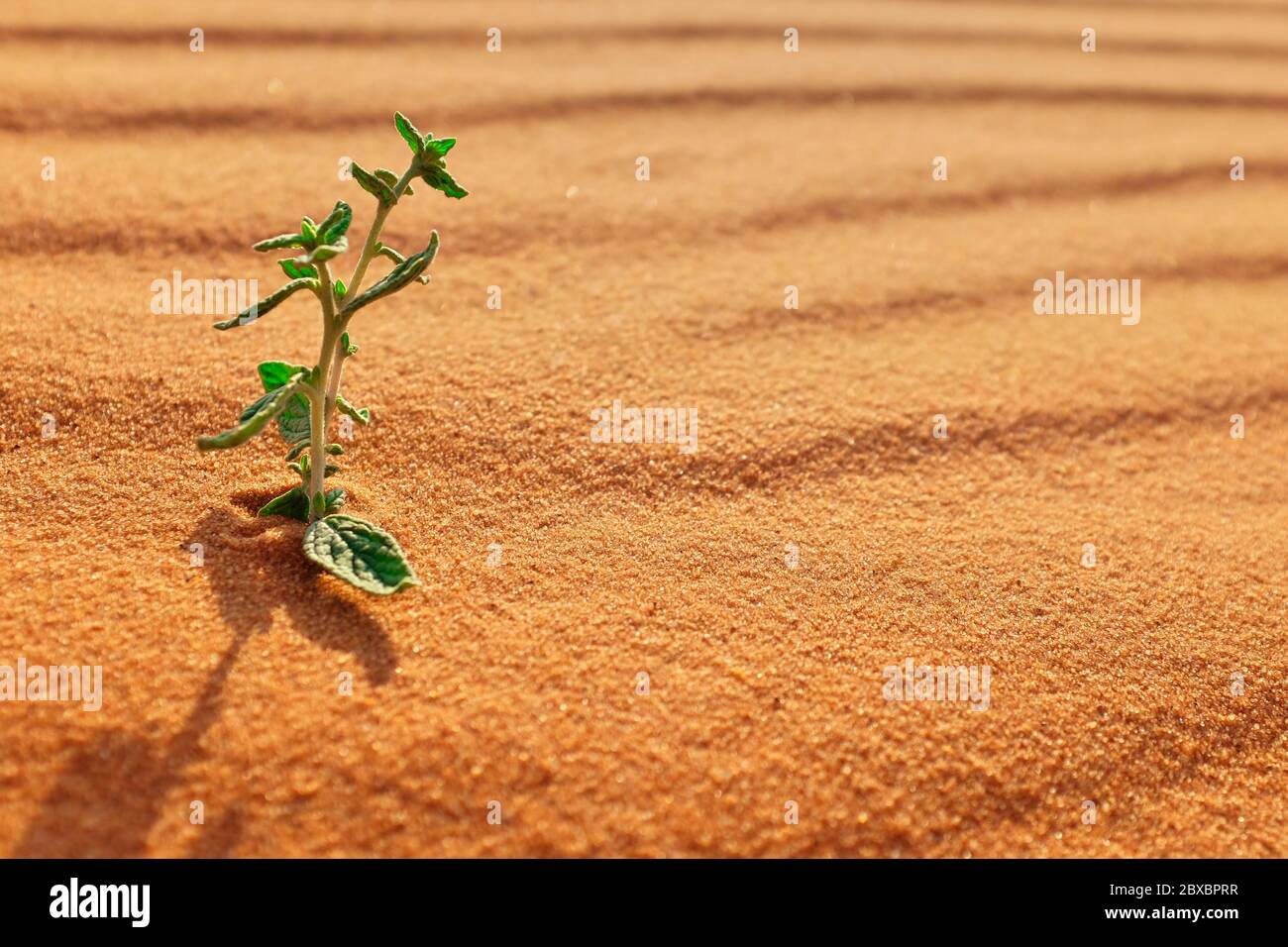 Eine kleine junge Pflanze, die auf einer heißen Wüstenlandschaft wächst. Symbol der Hoffnung, des Lebens und des Neubeginns Konzept. Stockfoto