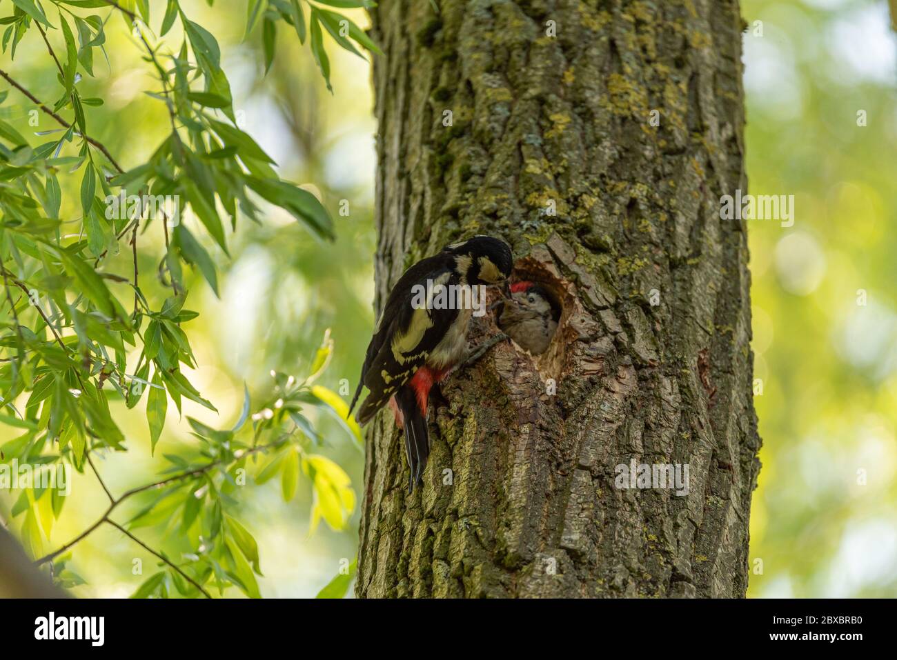 Ein großer Specht, Dendrocopos Major, der ein Jungling im Nest füttert Stockfoto