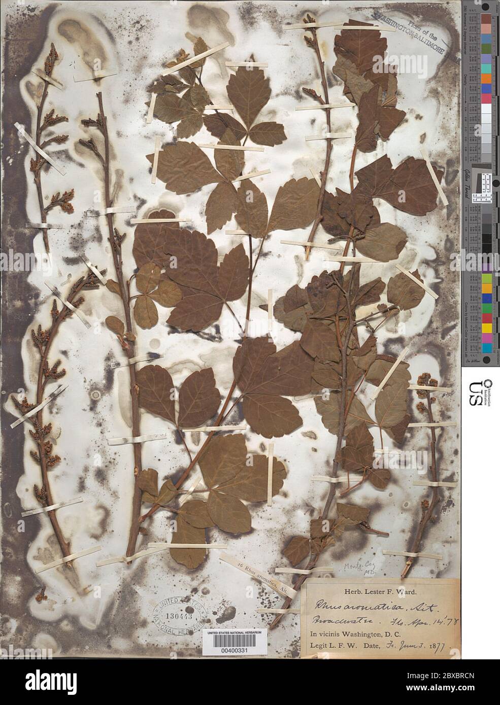 Rhus aromatica Aiton Rhus aromatica Aiton. Stockfoto Rhus aromatica Aiton Rhus aromatica Aiton. Stockfoto