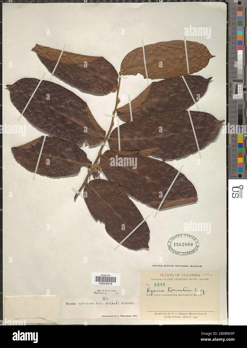 Ryania speciosa var mutisii Monach Ryania speciosa var mutisii Monach