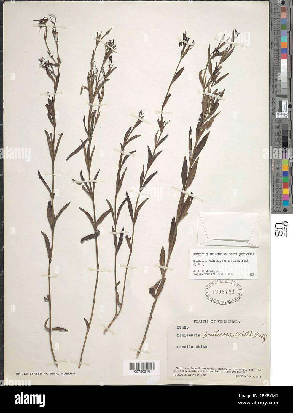 Declieuxia fruticosa Willd ex Roem Schult Kuntze Declieuxia fruticosa