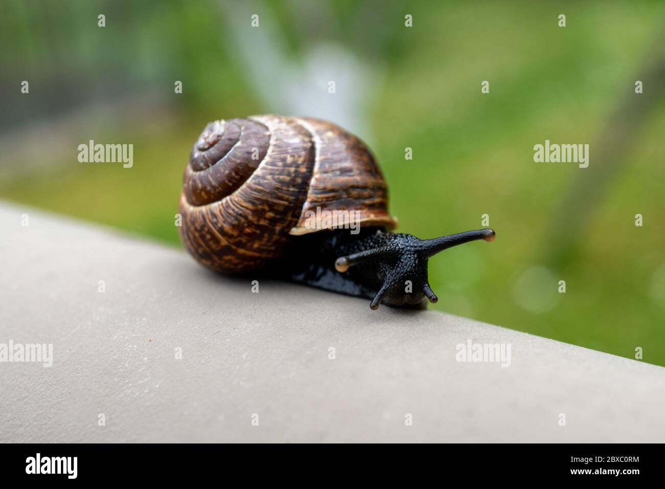 Eine Nahaufnahme einer kleinen Schnecke in einer Schale auf einem Metall in der Farm Park Zone. Stockfoto