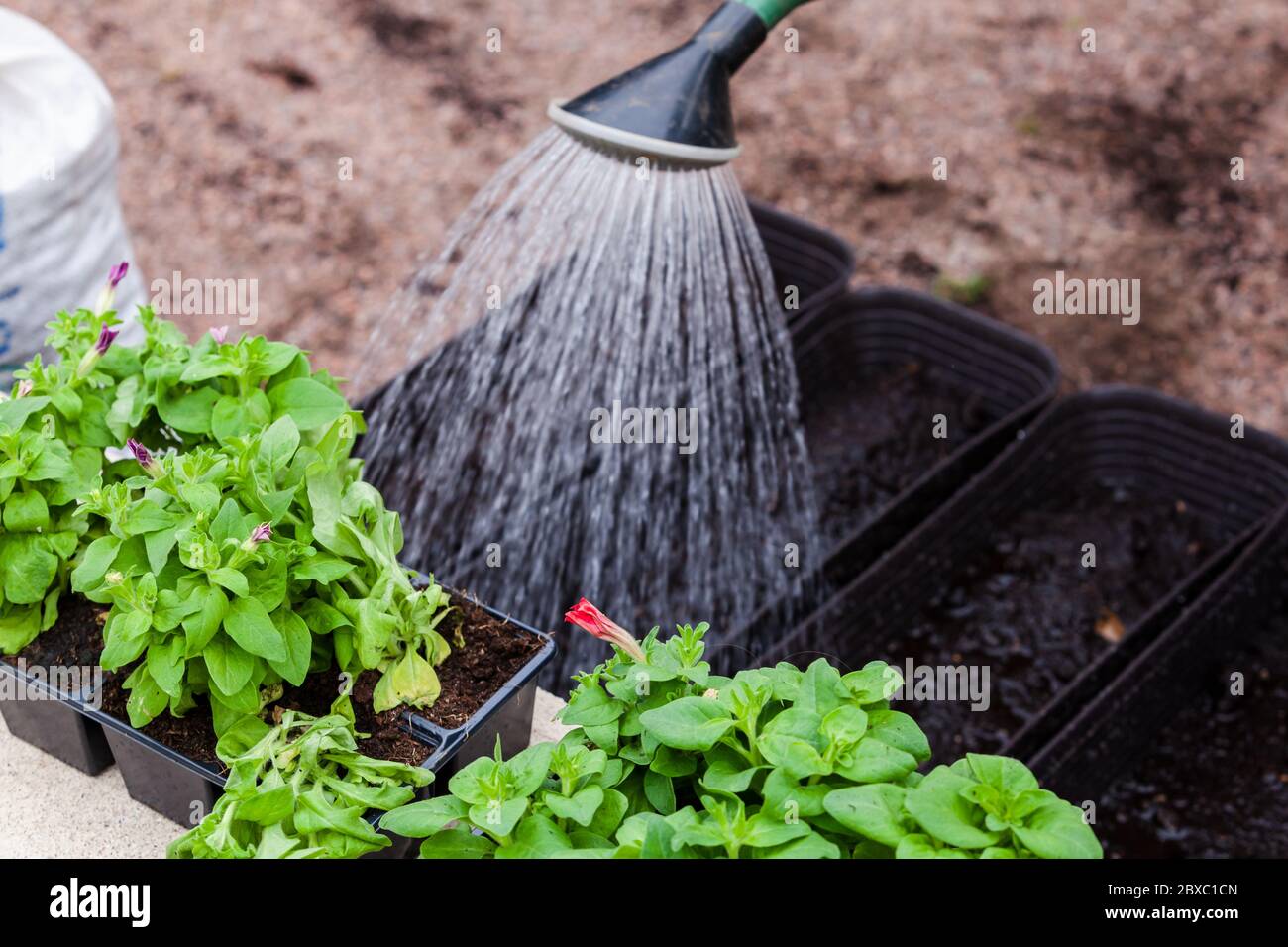 Gärtner Bewässerung von einer Gießkanne Petunia Sämlinge in dekorativen Töpfen, Nahaufnahme Foto mit selektivem Fokus Stockfoto