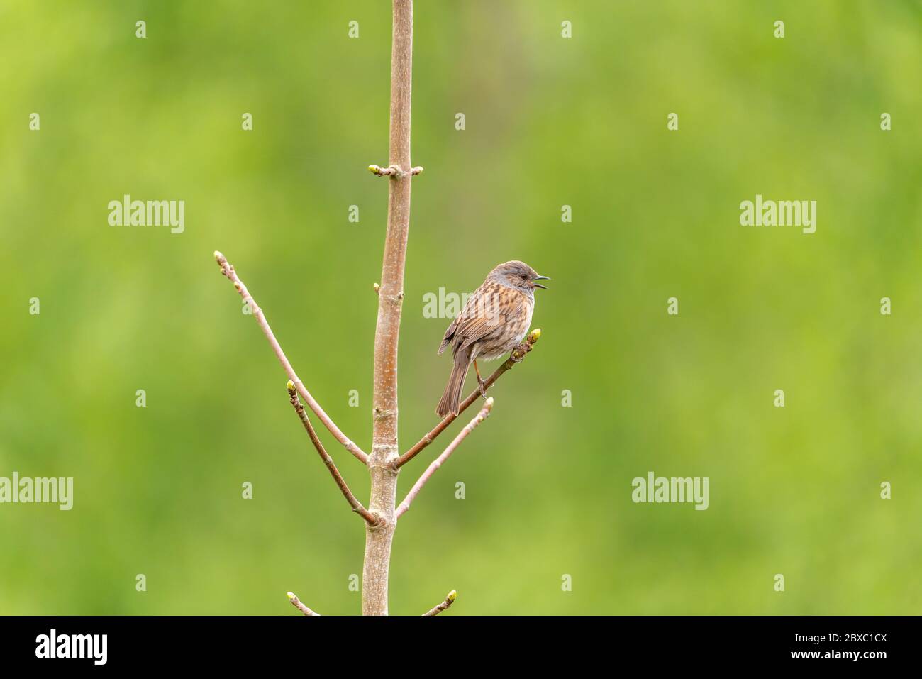 Ein einzelner Dunnock, Prunella modularis oder Heckenakzentuor, Heckensperling oder Heckenspelster in einem Baum in Großbritannien Stockfoto