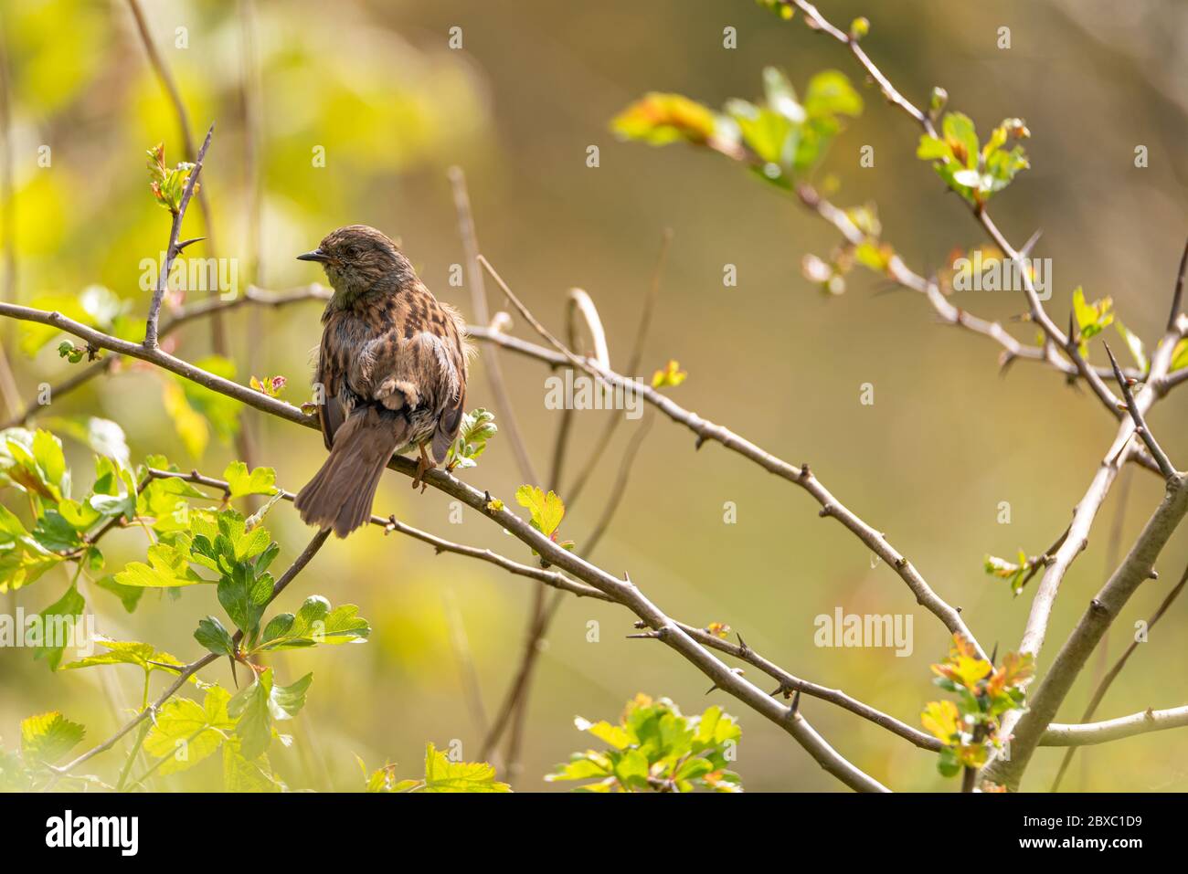 Ein einzelner Dunnock, Prunella modularis oder Heckenakzentuor, Heckensperling oder Heckenspelster in einem Baum in Großbritannien Stockfoto