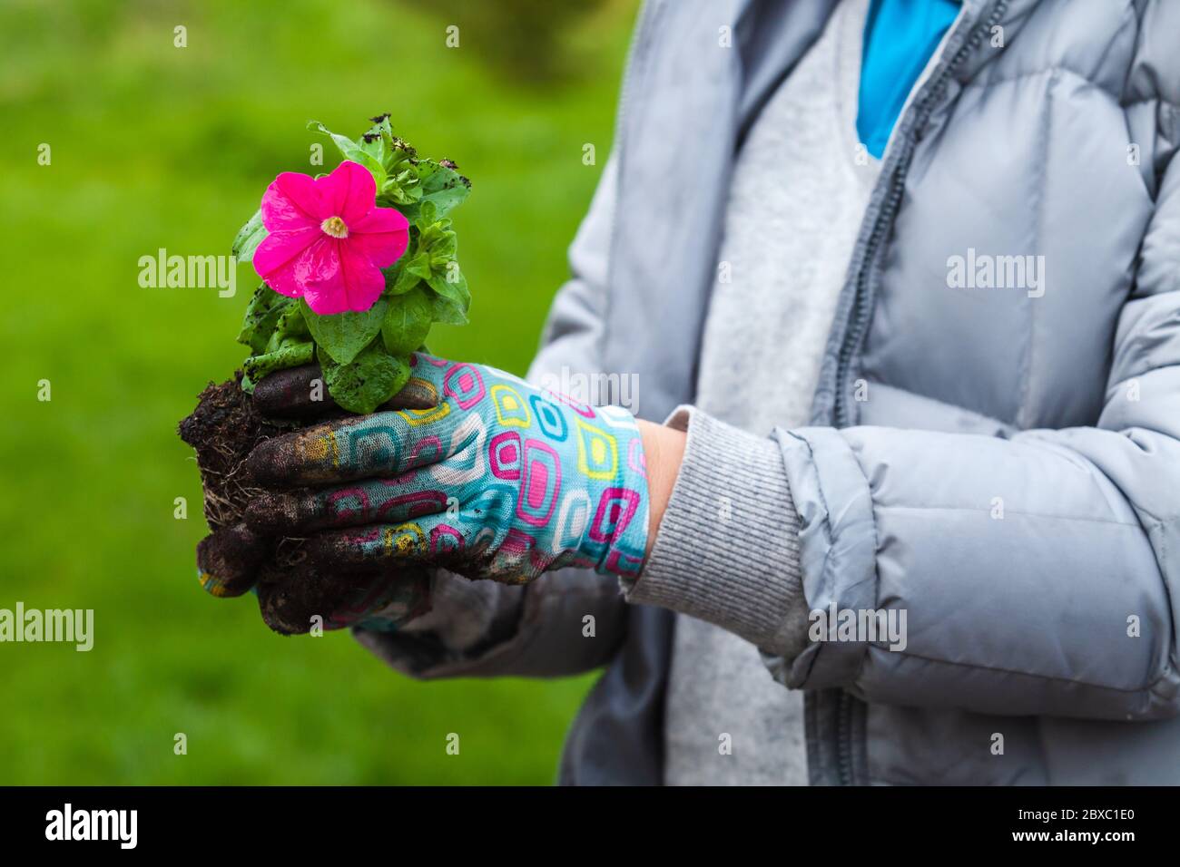 Gärtner hält Petunia Sämling mit rosa Blume, Nahaufnahme Foto mit selektivem Fokus Stockfoto