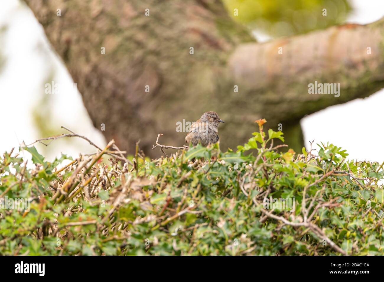 Ein einzelner Dunnock, Prunella modularis oder Heckenakzentuor, Heckensperling oder Heckenspelster in einem Baum in Großbritannien Stockfoto