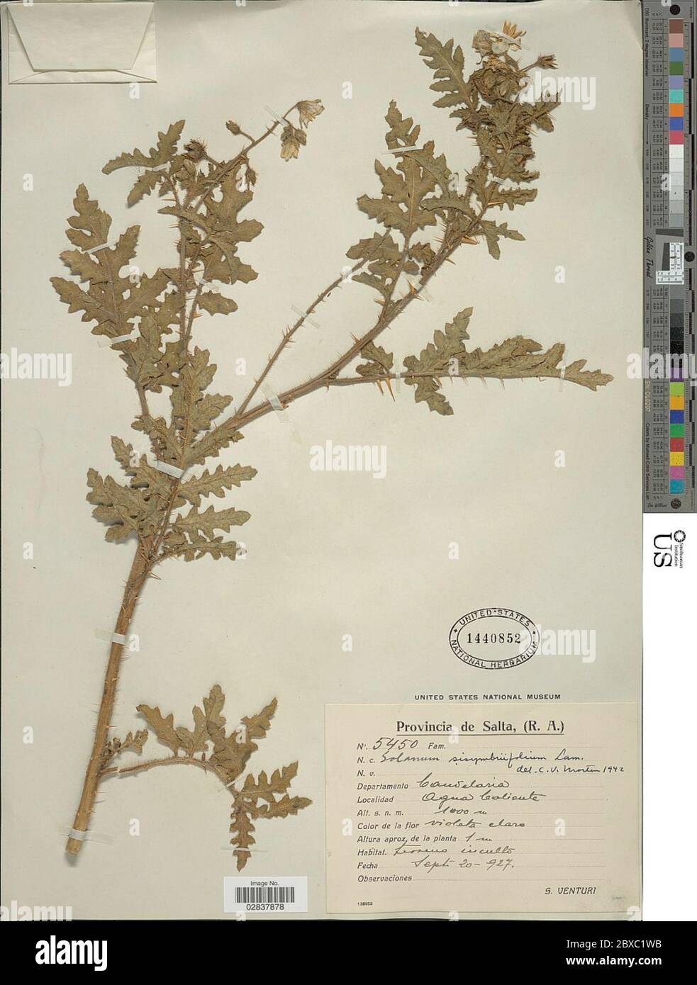 Solanum sisymbriifolium Lam Solanum sisymbriifolium Lam Stockfotografie