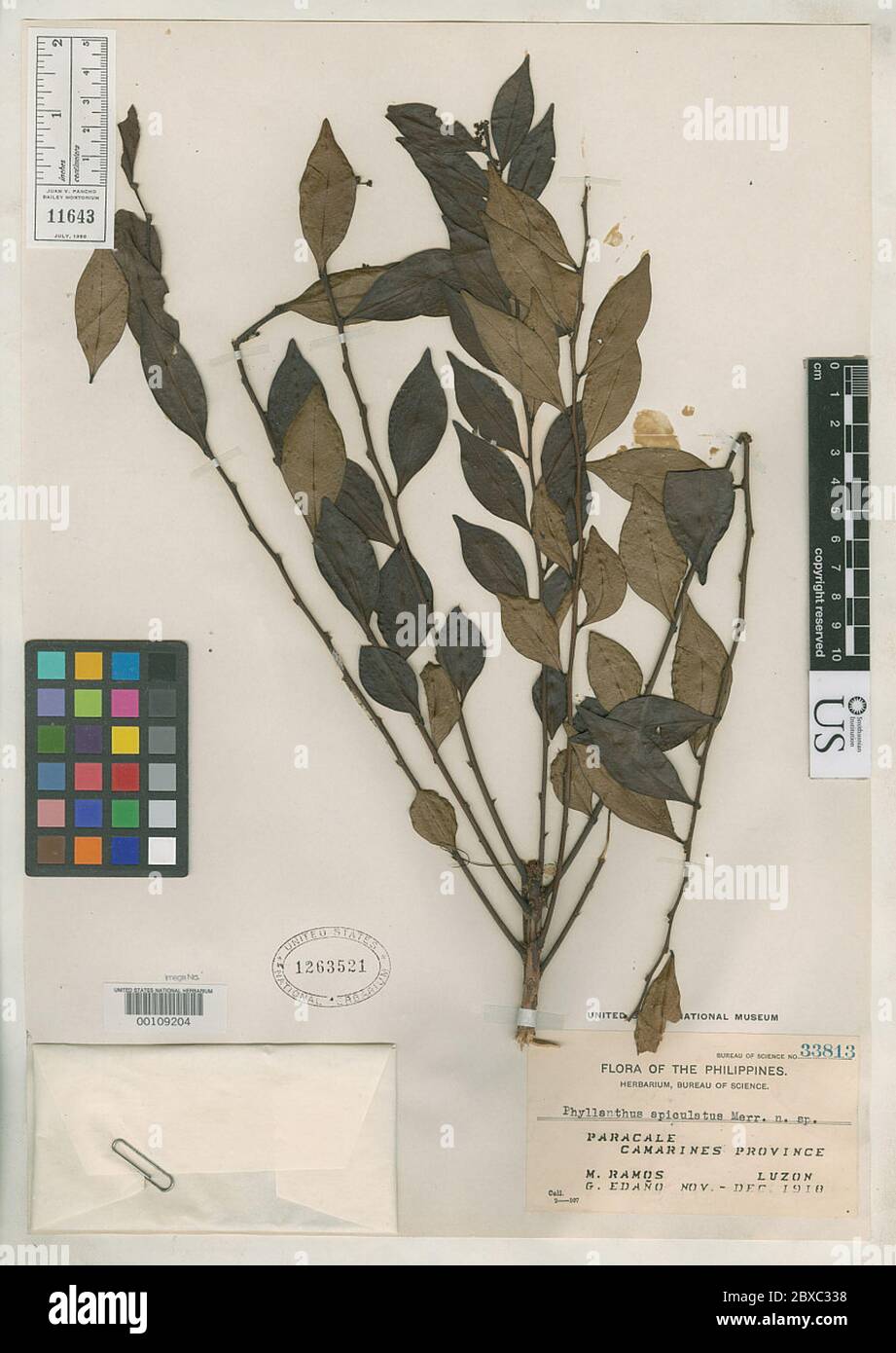 Phyllanthus apiculatus Merr Phyllanthus apiculatus Merr. Stockfoto