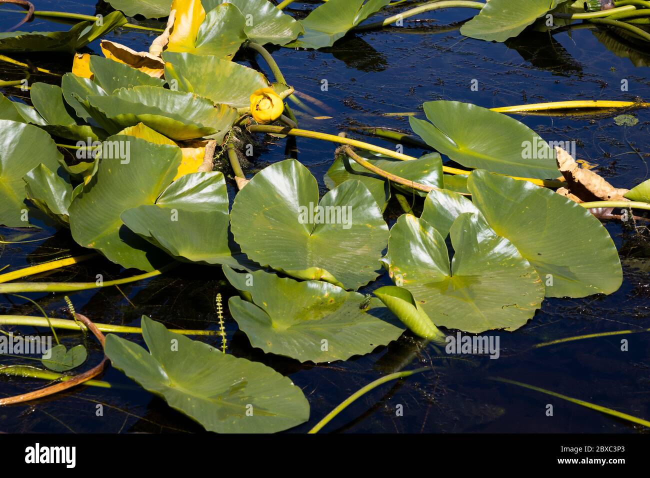 Indian Lake entlang Ashton-Flagg Ranch Rd., Teil der Great Divide Mountain Bike Route im Caribou-Targhee National Forest an der Grenze zwischen Idaho und Wyoming. Stockfoto