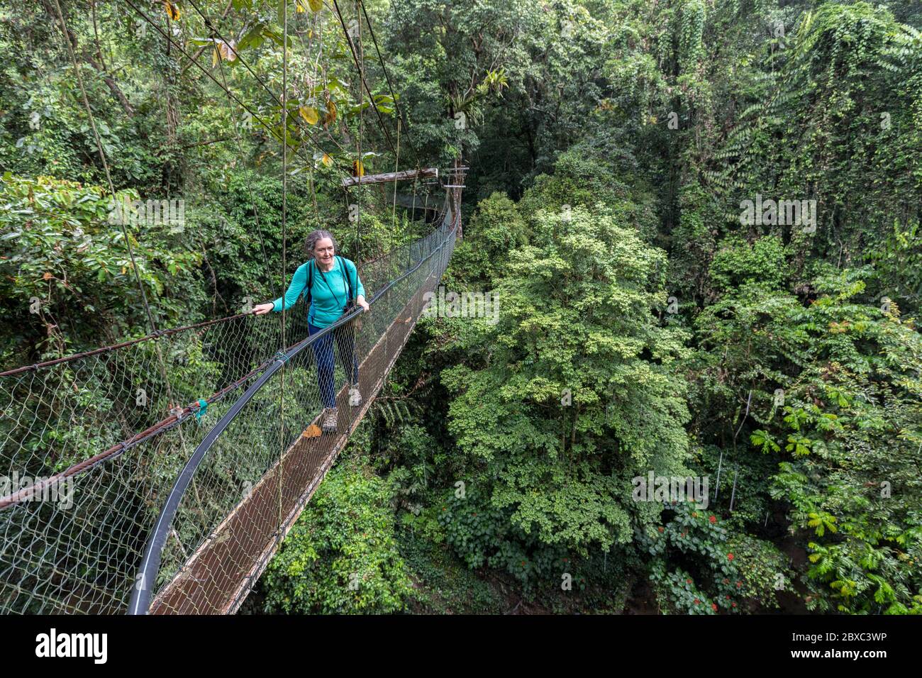 Canopy Walk im Regenwald, Gunung Mulu National Park, Sarawak, Malaysia Stockfoto