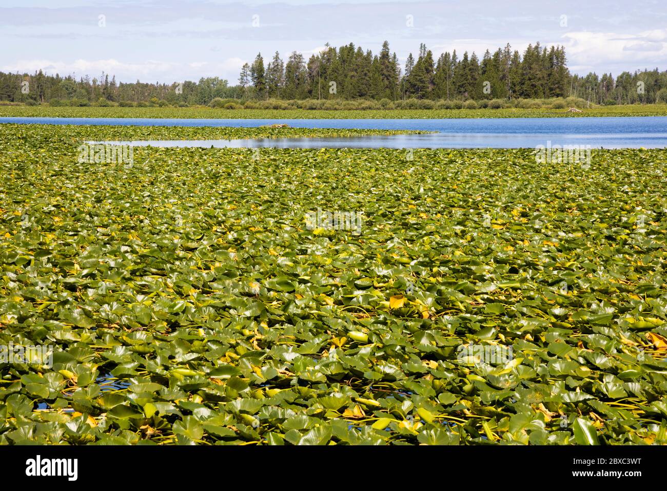 Indian Lake entlang Ashton-Flagg Ranch Rd., Teil der Great Divide Mountain Bike Route im Caribou-Targhee National Forest an der Grenze zwischen Idaho und Wyoming. Stockfoto