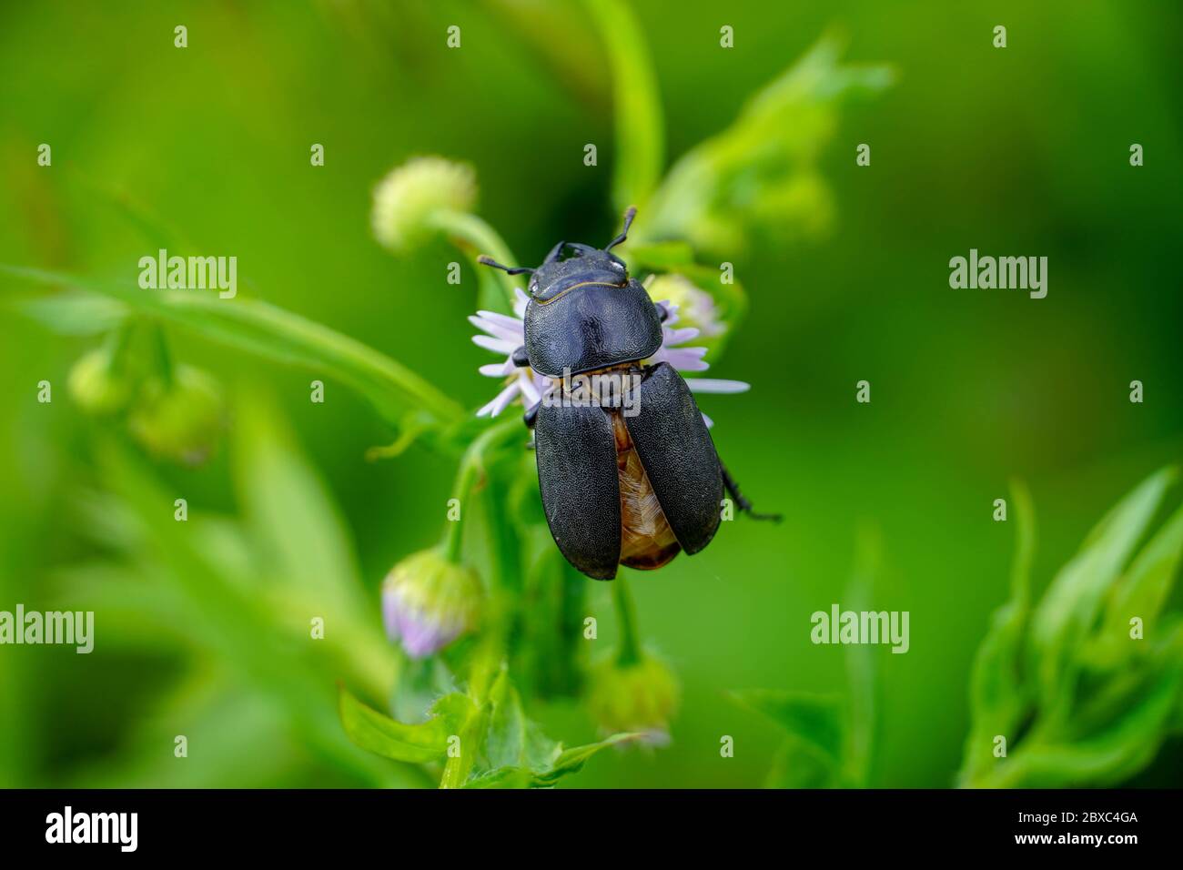 Ein schwarzes Insekt, das an einer kleinen Blume hängt Stockfoto