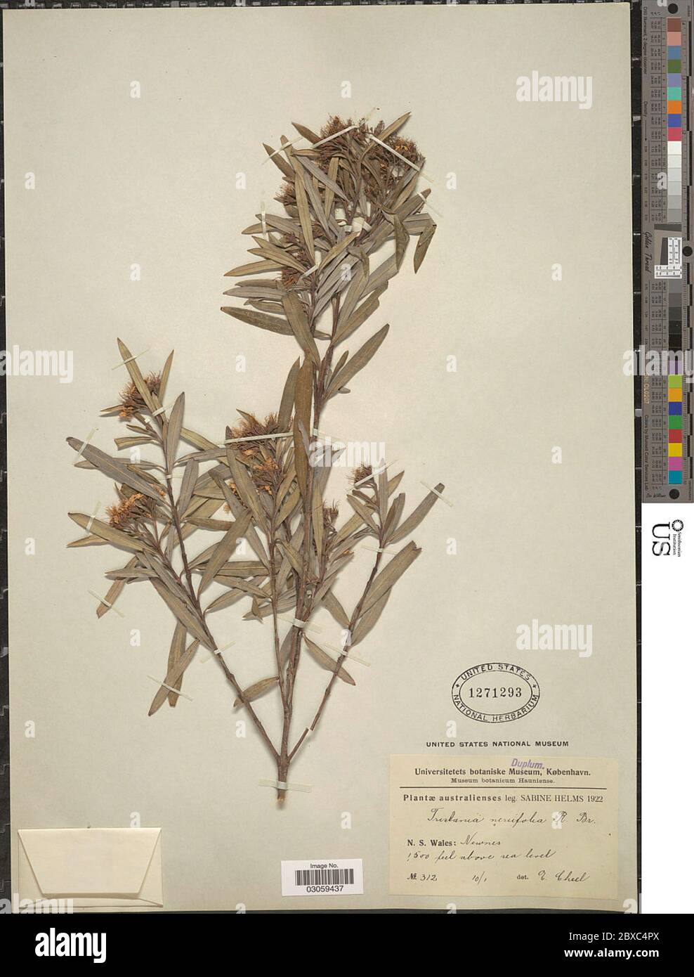 Tristania nerifolia Sieber ex Sims Aiton Tristania nerifolia Sieber ex Sims Aiton. Stockfoto