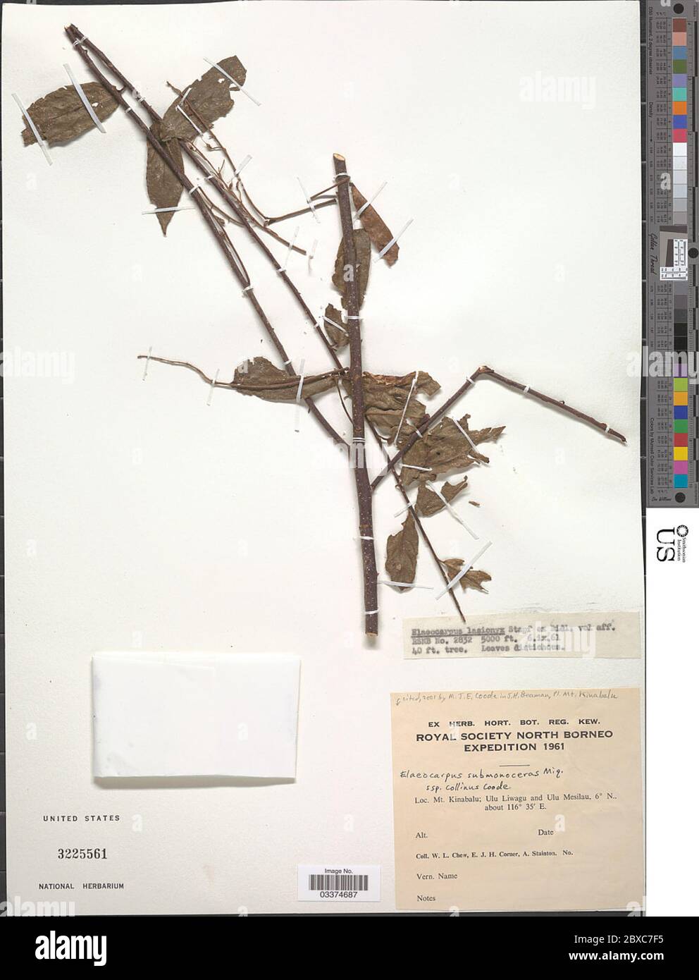 Elaeocarpus submonoceras MIQ Elaeocarpus submonoceras MIQ. Stockfoto