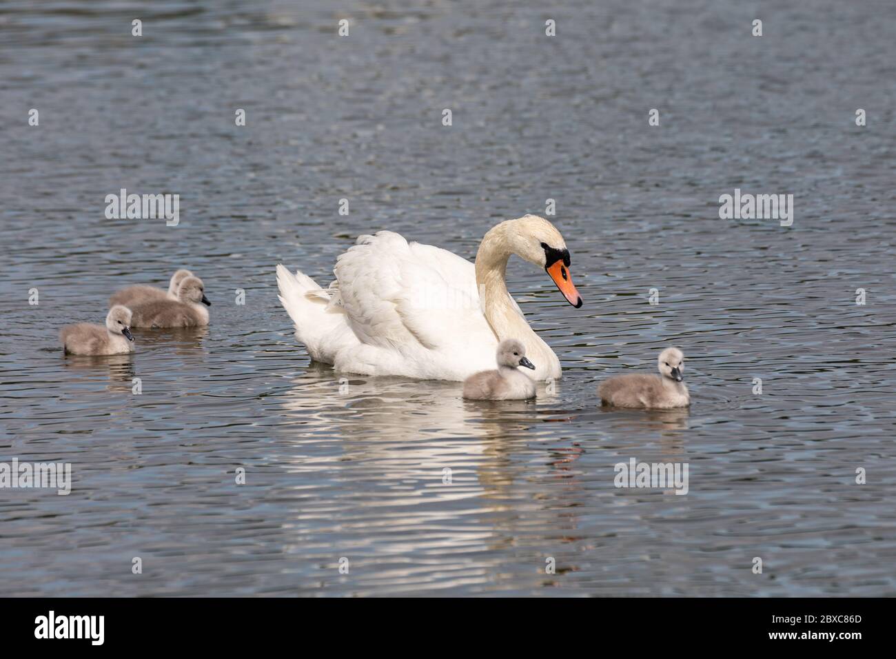 Muter Schwan (Cygnus olor) mit frisch geschlüpften Cygnets schwimmen in der Kaisaniemi Bucht in Helsinki, Finnland Stockfoto