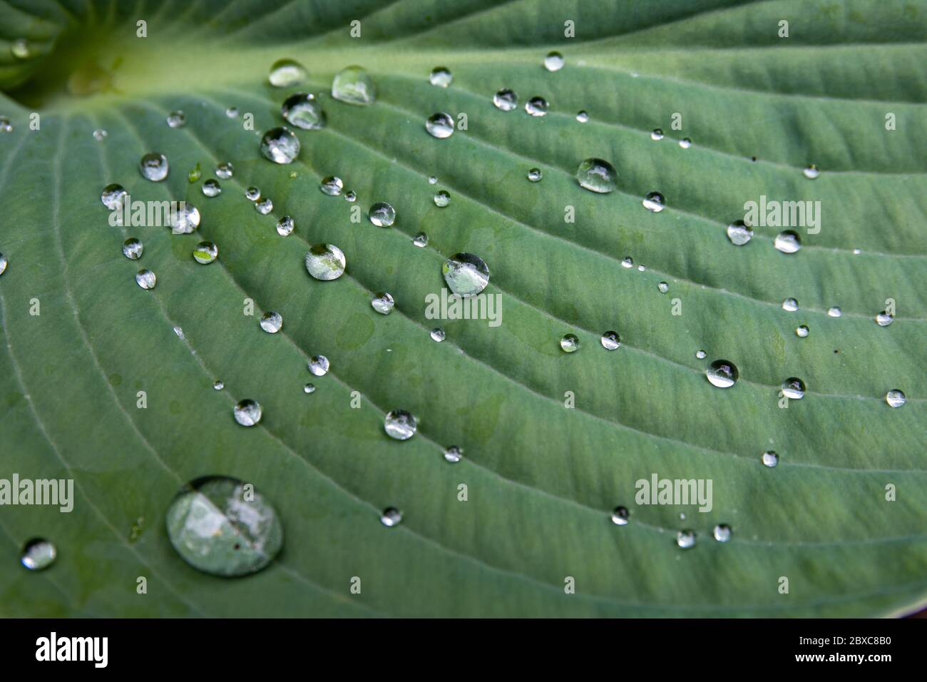 Wasserperlen auf dem Hosta sieboldiana Blatt Stockfoto