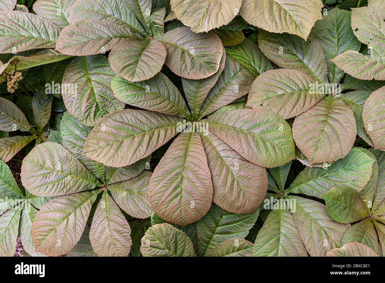 Rodgersia aesculifolia Blätter Stockfoto
