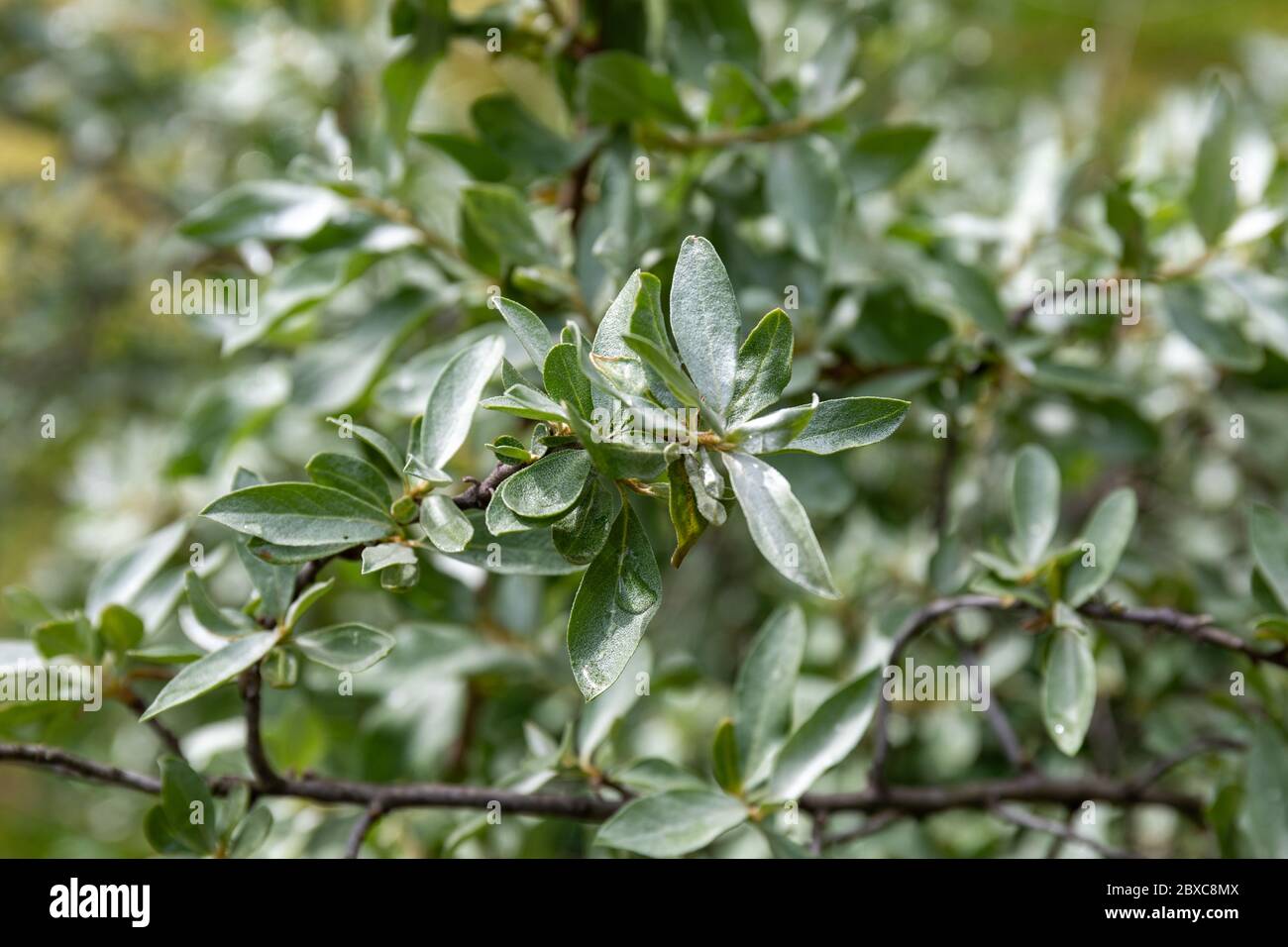 Silberne Blätter der Silberbeere (Elaeagnus commutata), ein Strauch auch auch bekannt als Wolfsweide Stockfoto