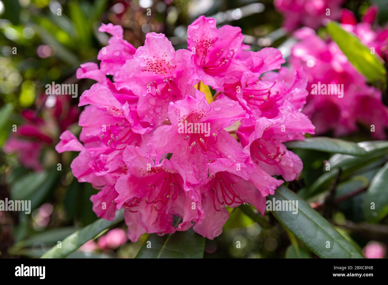 Rosa Rhododendron Tigerstedtii blühend Stockfoto