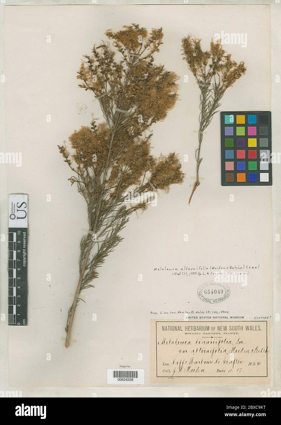 Melaleuca linariifolia var alternifolia Maiden Betche Melaleuca linariifolia var alternifolia Maiden Betche. Stockfoto