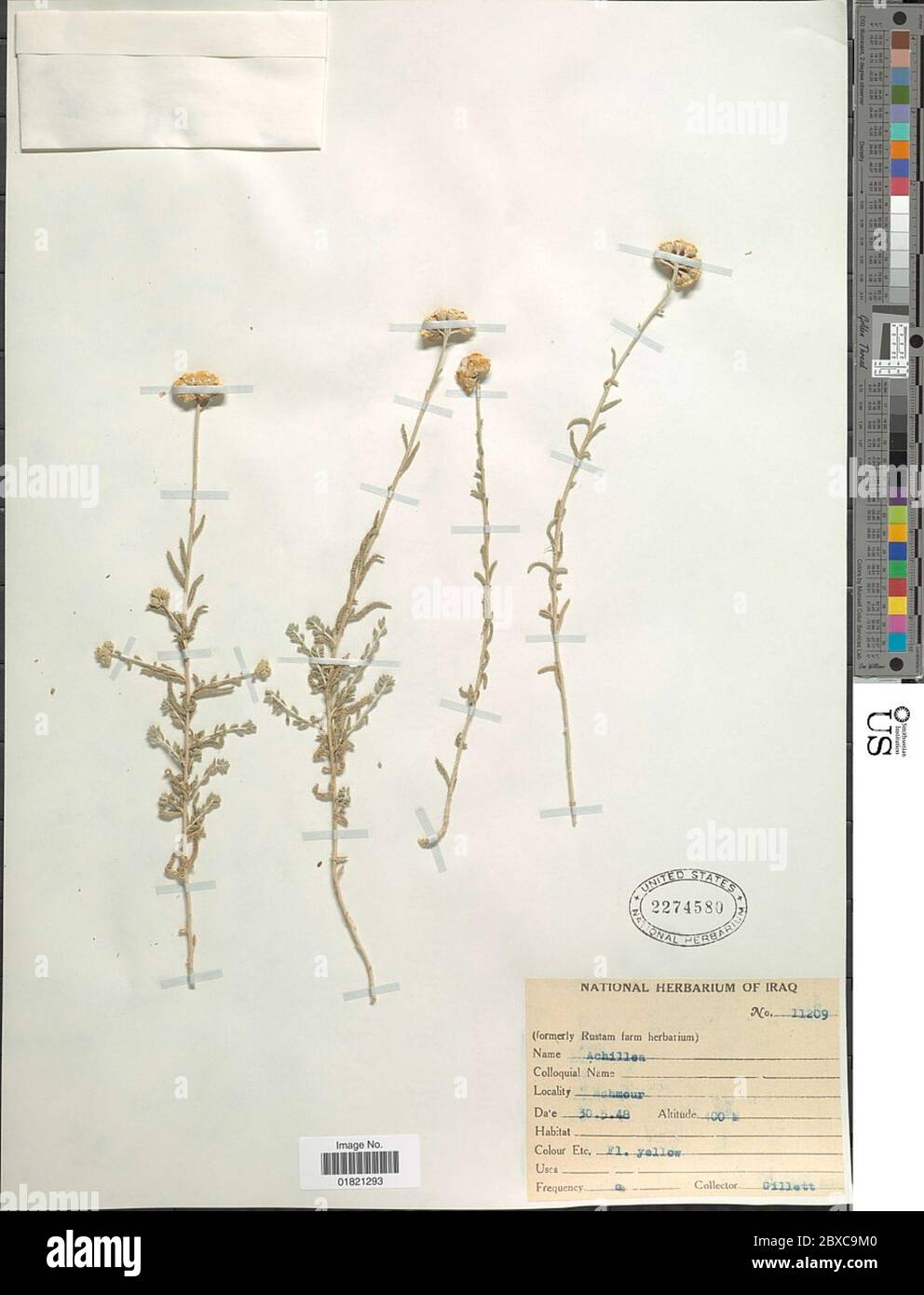 Achillea sp Achillea sp. Stockfoto