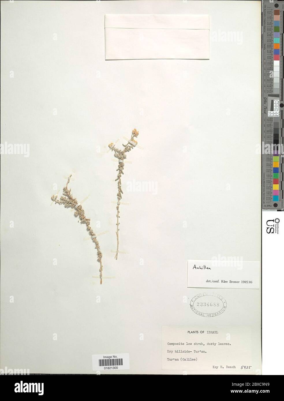 Achillea sp Achillea sp. Stockfoto