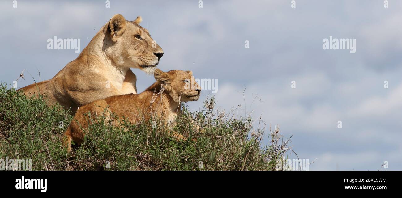 Eine Löwin mit ihrem Jungen liegt majestätisch auf einem Termitenhügel und beobachtet die Umgebung sorgfältig Stockfoto