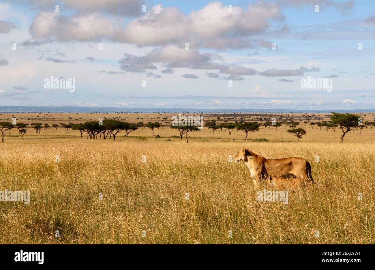Eine Löwin mit ihrem Jungen durchstreift das hohe trockene Gras der Savanne, sie stehen aufmerksam im goldenen Morgenlicht in der endlosen Weite Stockfoto