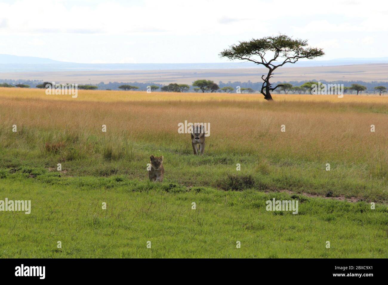 Eine Löwin und ihr Junge durchstreifen friedlich das hohe Gras der kenianischen Savanne und kommen direkt zur Kamera Stockfoto