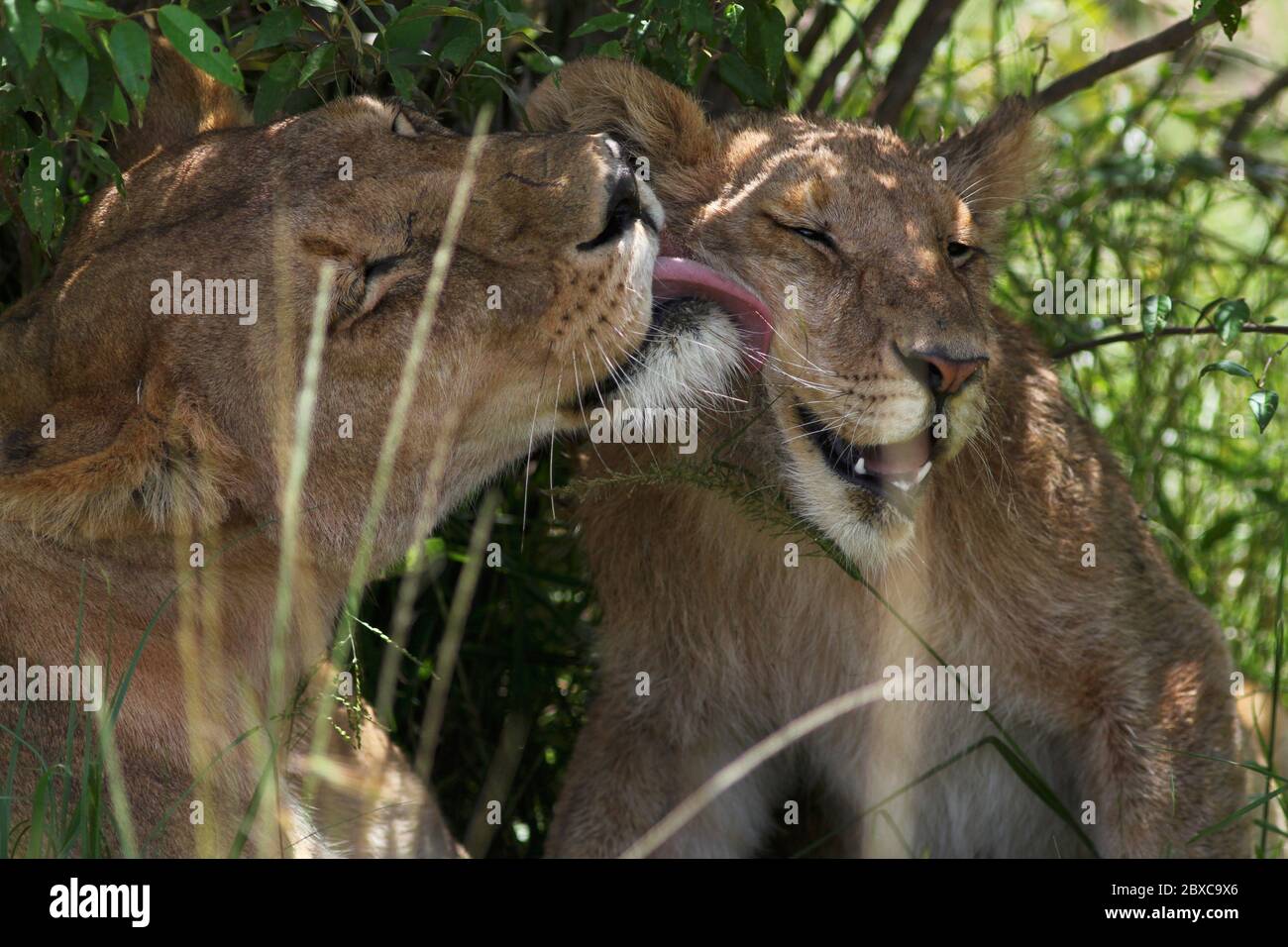 Porträt einer Löwin leckt ihr Junges liebevoll im Schatten eines Busches Stockfoto