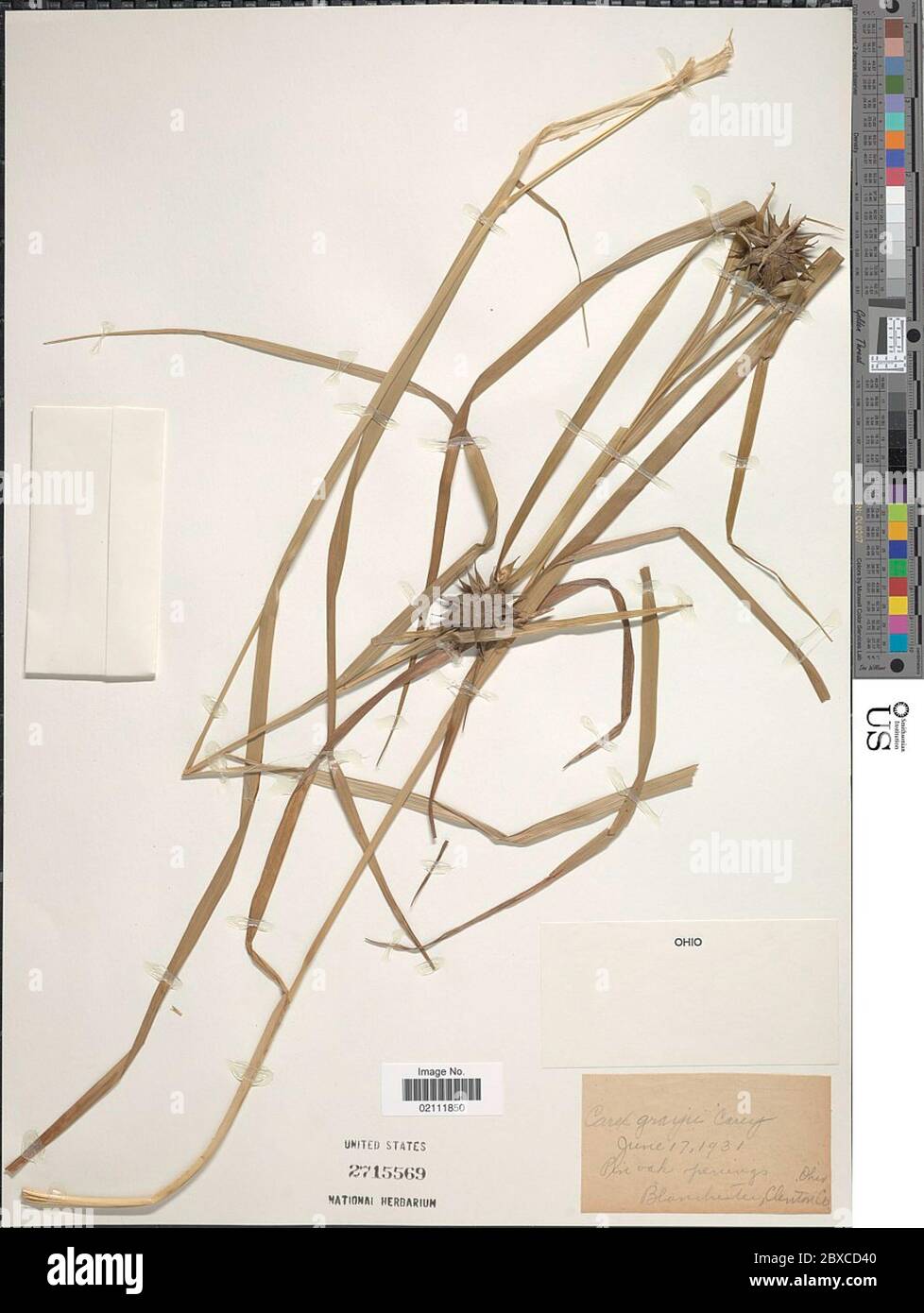Carex greyi J Carey Carex greyi J Carey. Stockfoto