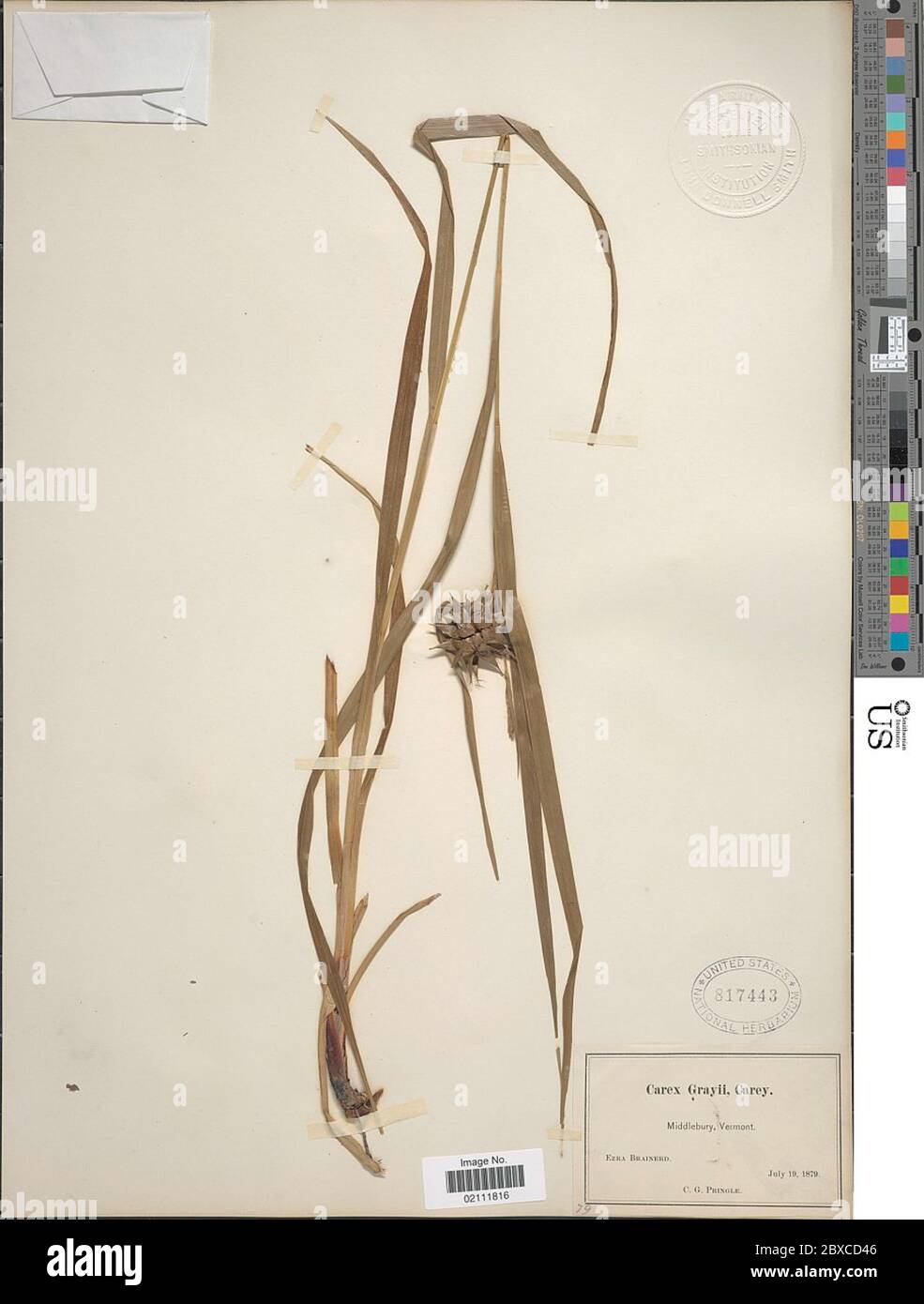 Carex greyi J Carey Carex greyi J Carey. Stockfoto