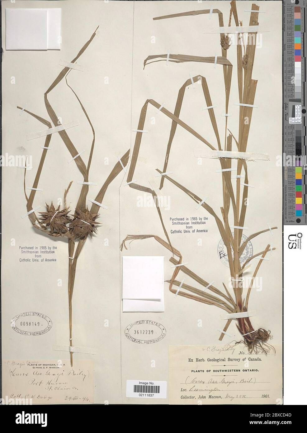 Carex greyi J Carey Carex greyi J Carey. Stockfoto