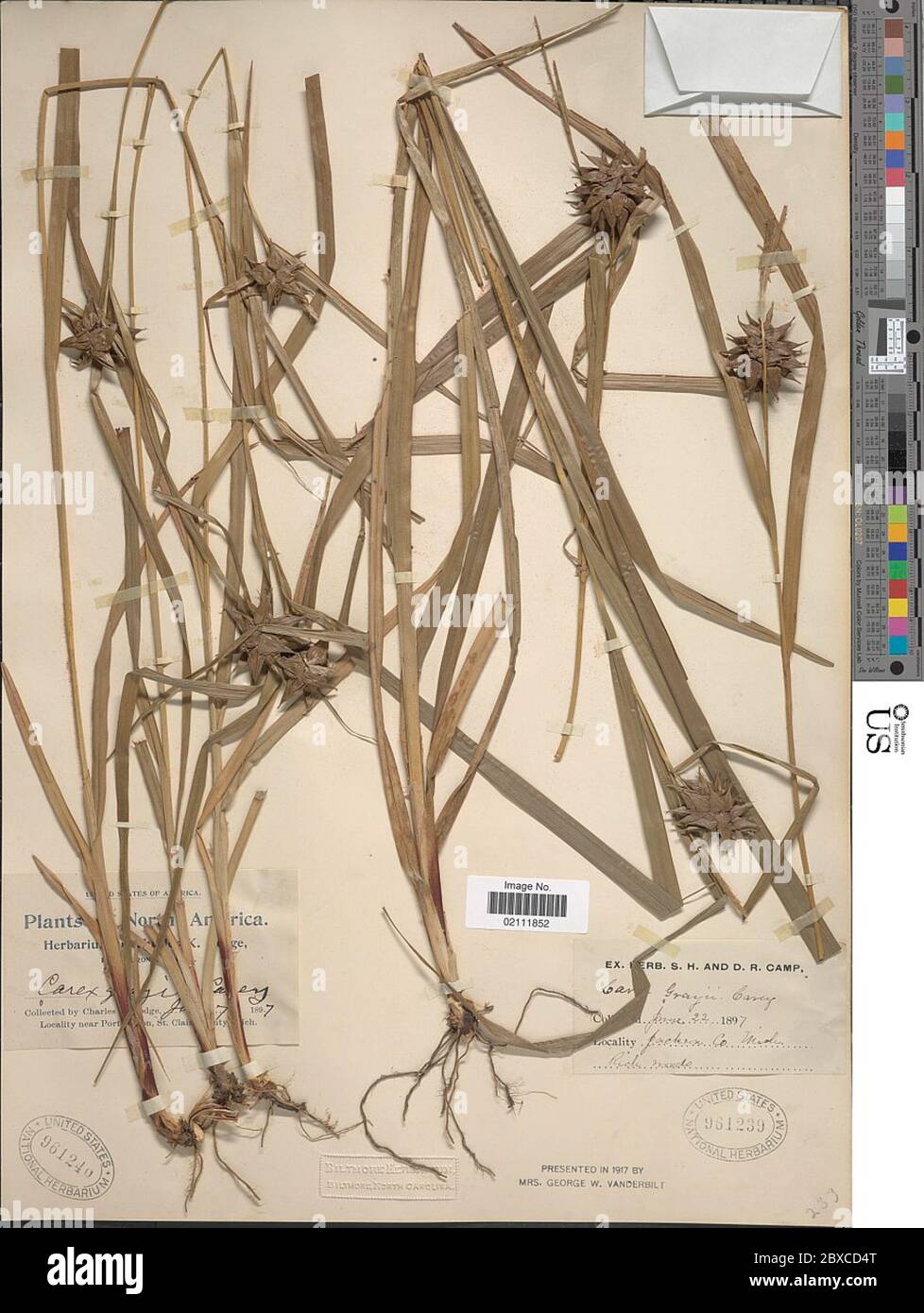 Carex greyi J Carey Carex greyi J Carey. Stockfoto